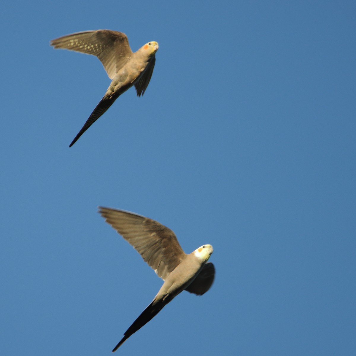 Cockatiel - ML638434523