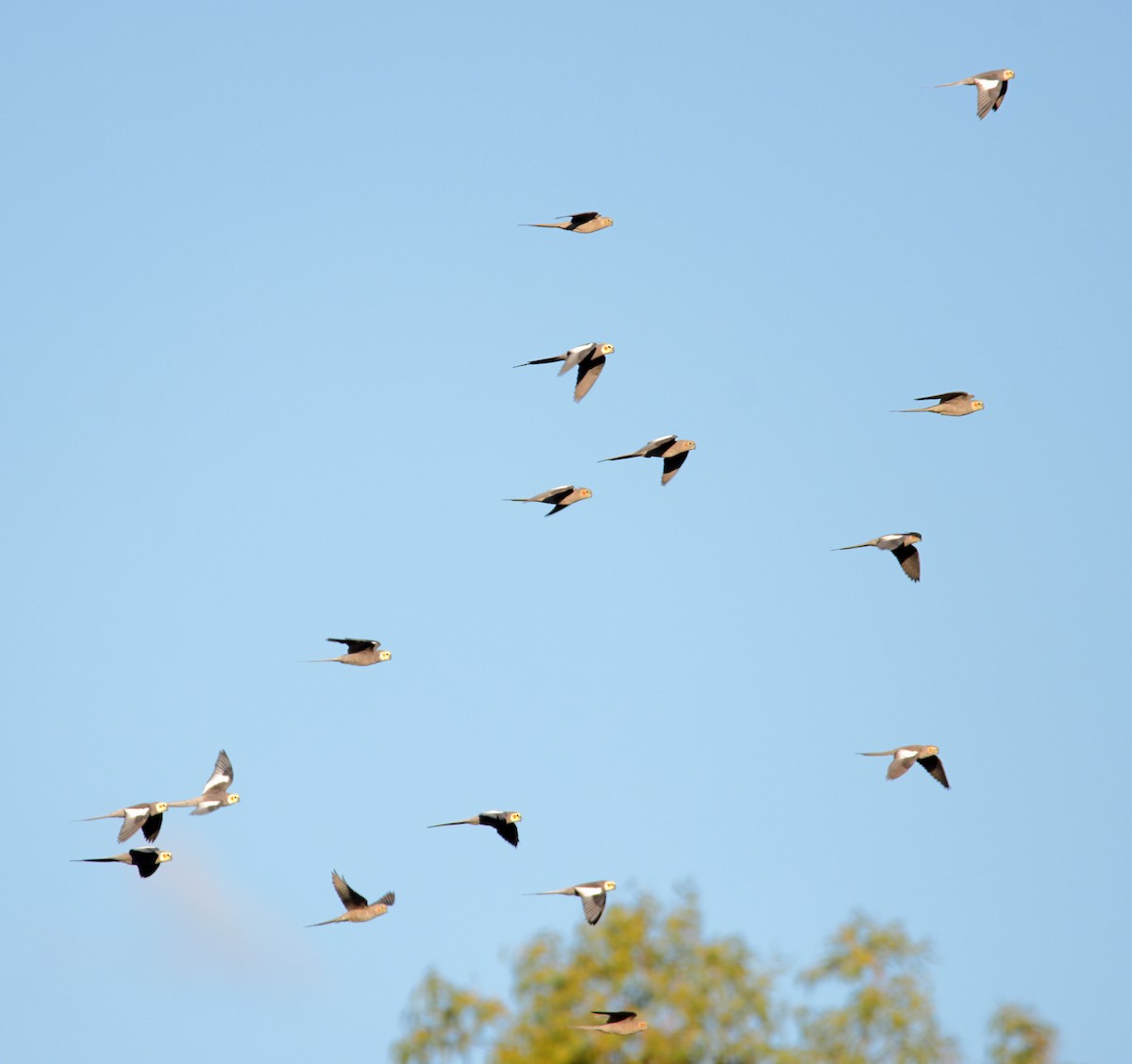 Cockatiel - ML638434524