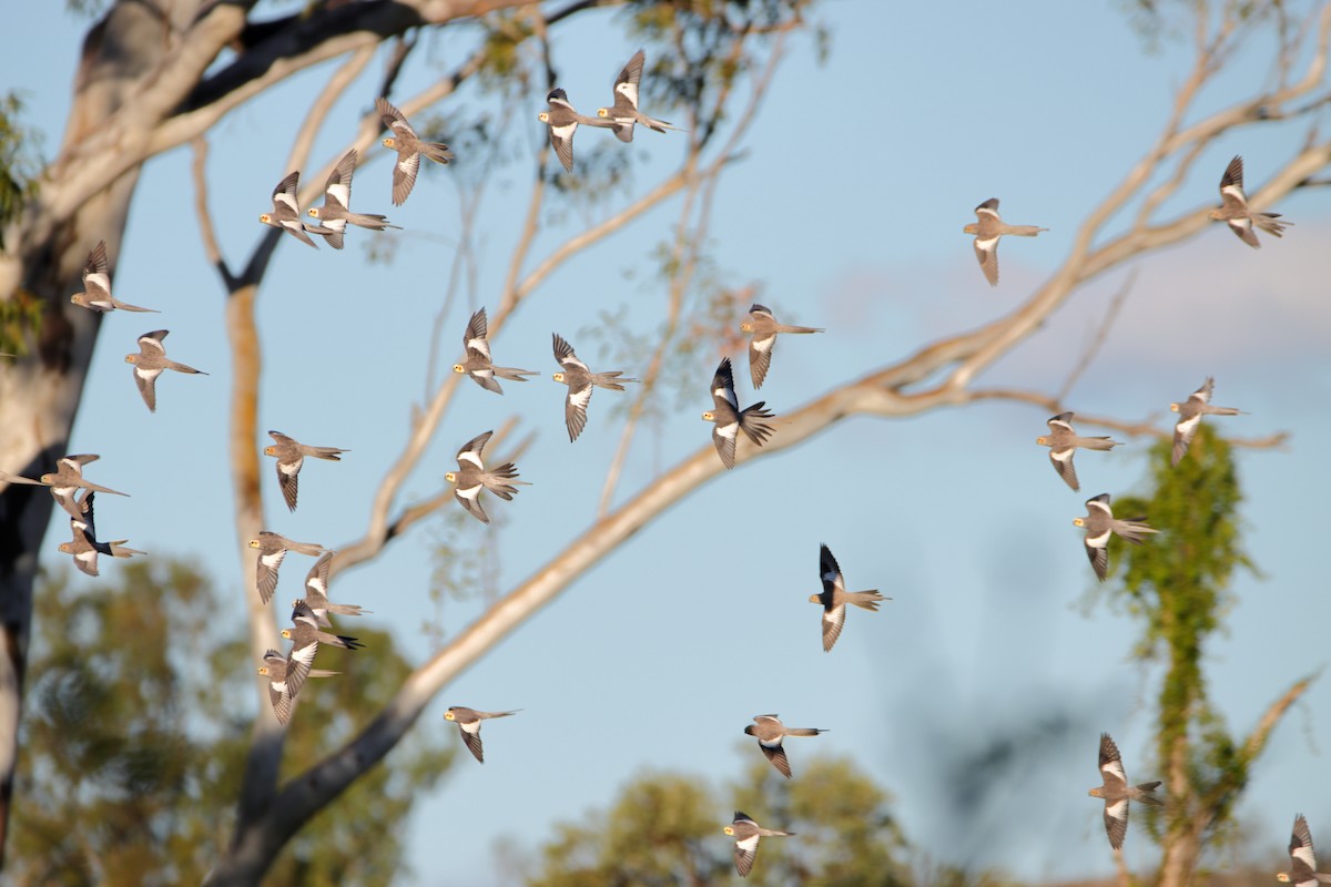 Cockatiel - ML638434525