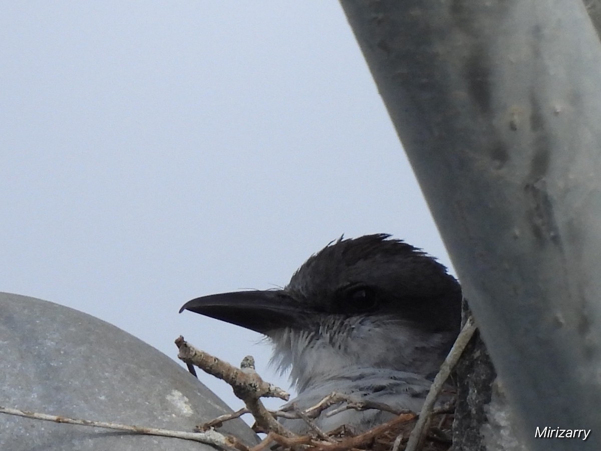 Gray Kingbird - ML638434528