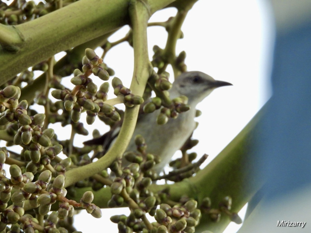 Northern Mockingbird - ML638434535