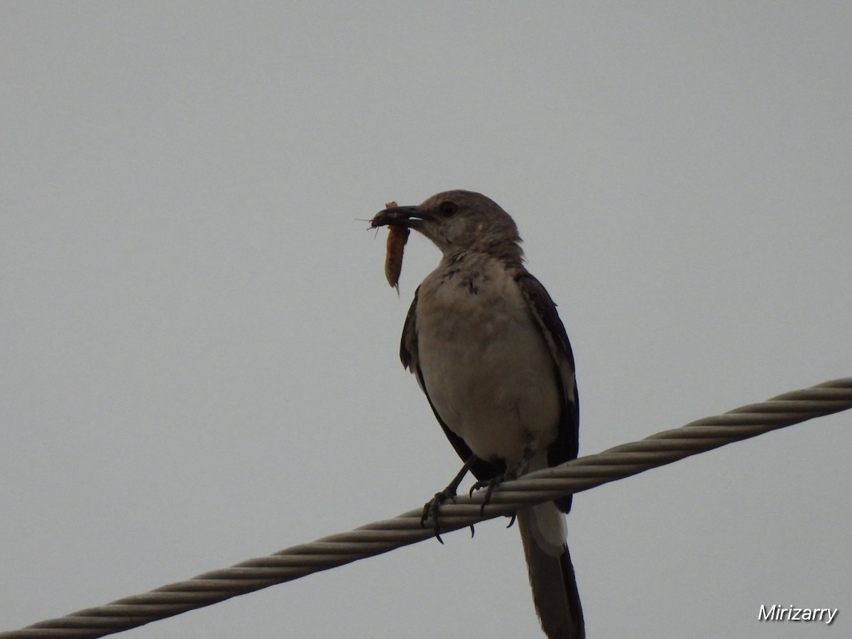 Northern Mockingbird - ML638434536