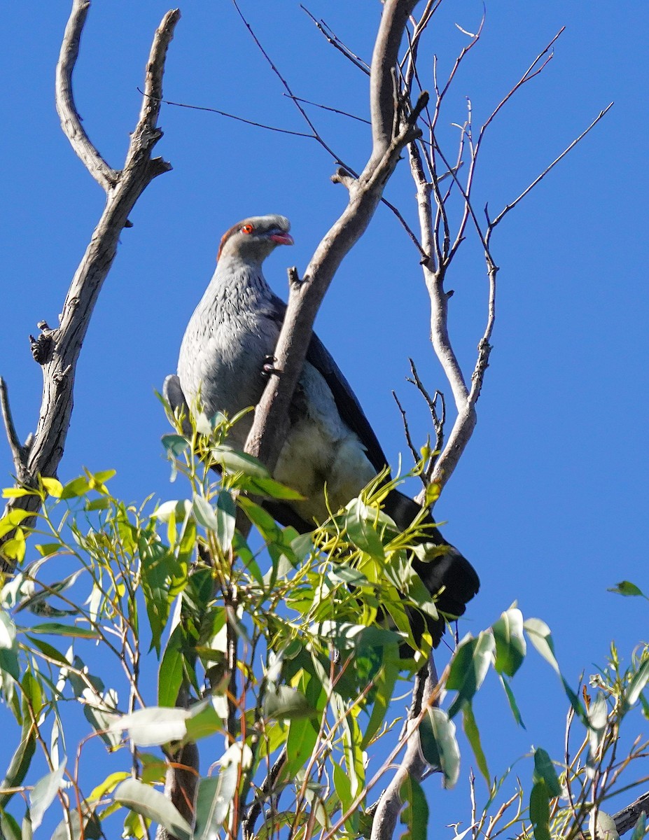 Topknot Pigeon - ML638434540