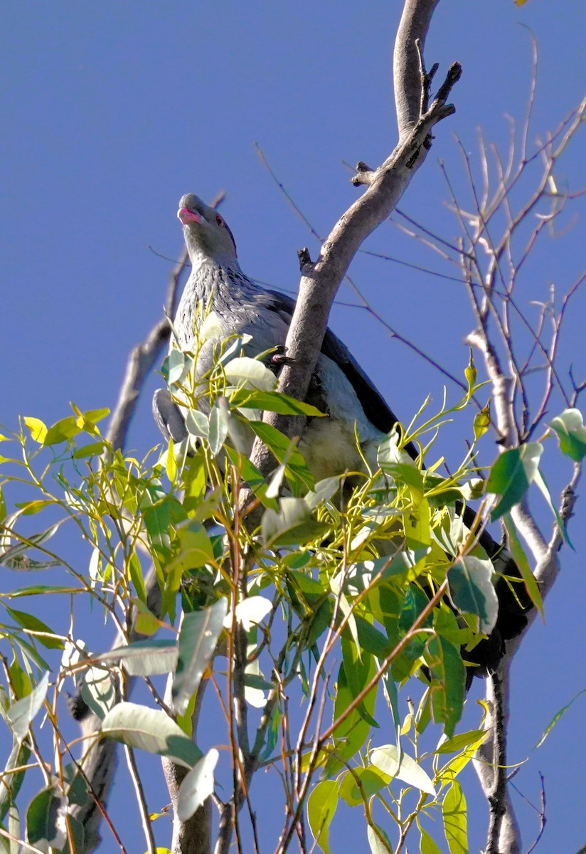 Topknot Pigeon - ML638434549
