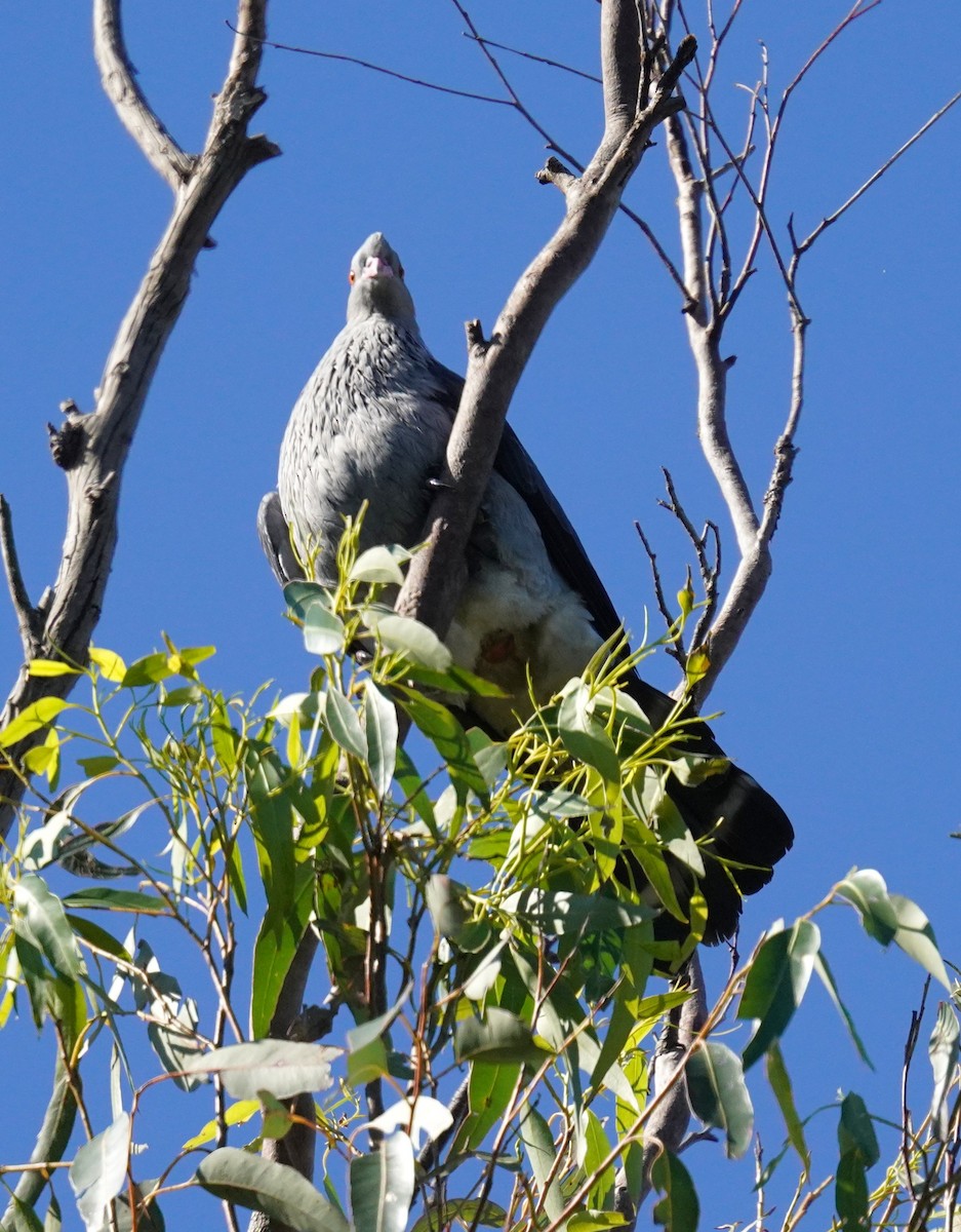 Topknot Pigeon - ML638434562