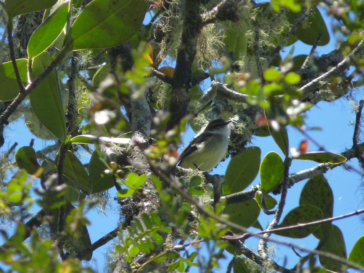 White-throated Tyrannulet - ML638434592