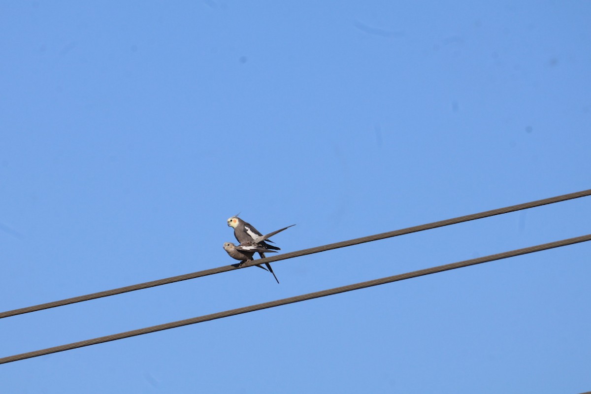 Cockatiel - ML638434641