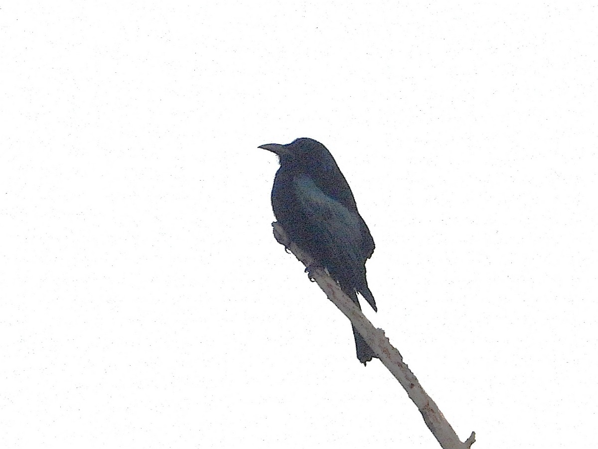 Hair-crested Drongo - ML638434642