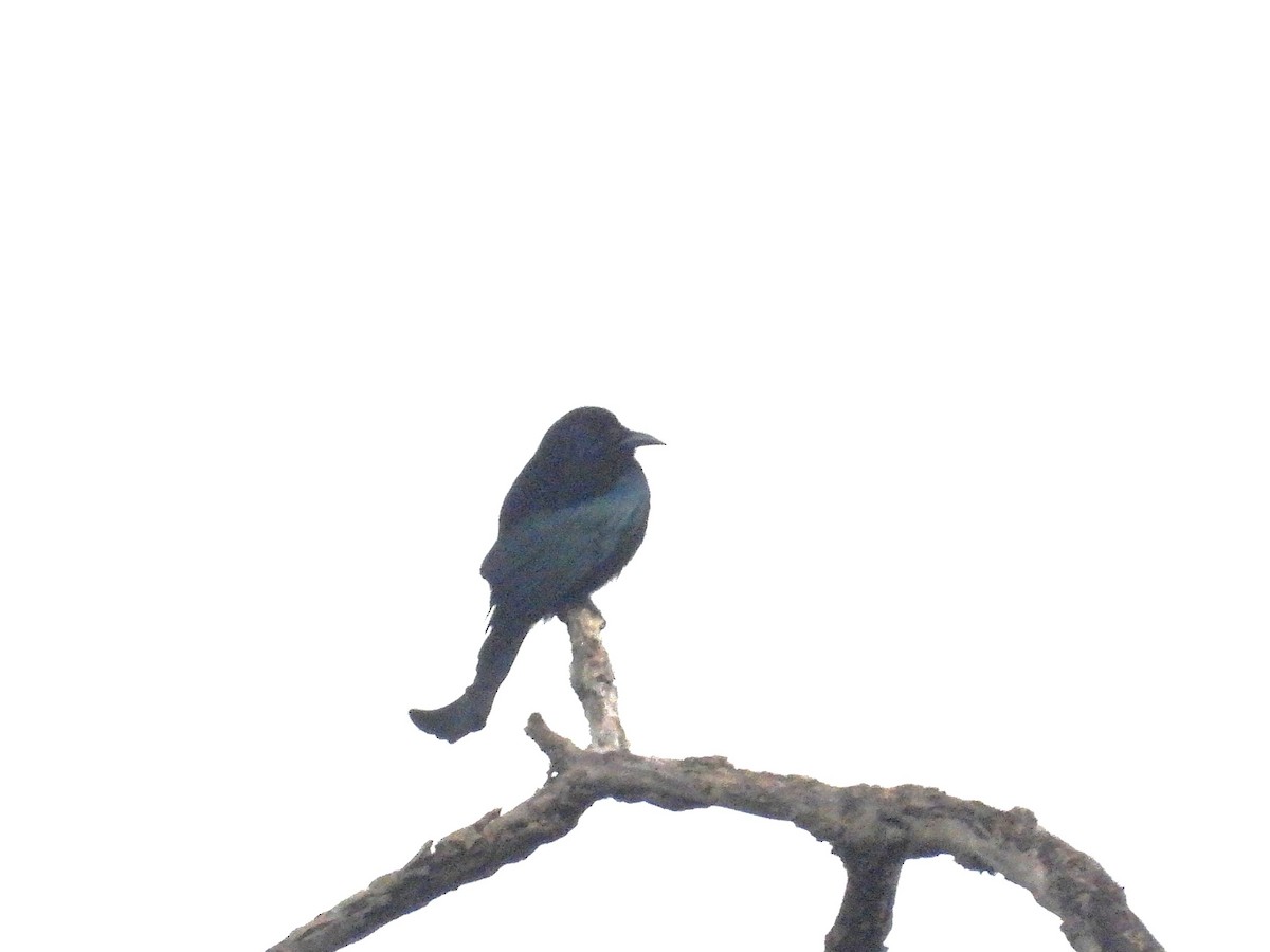 Hair-crested Drongo - ML638434643