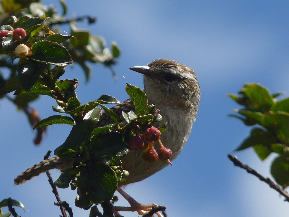 Merida Wren - ML638434648