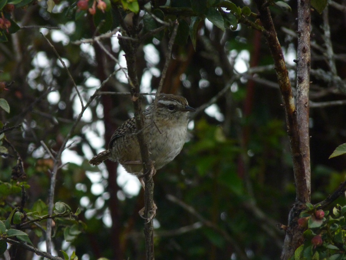 Merida Wren - ML638434649