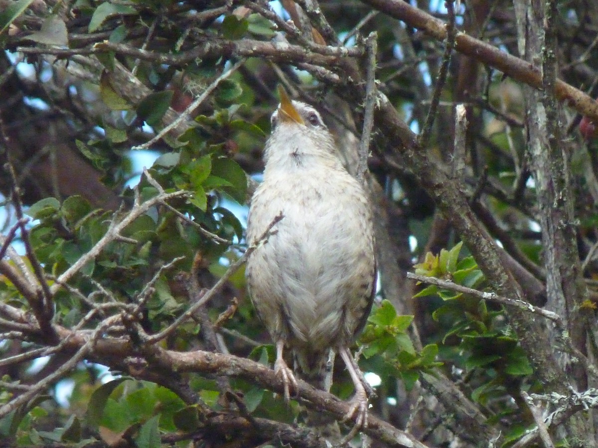 Merida Wren - ML638434650