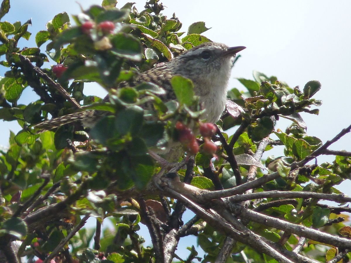 Merida Wren - ML638434651