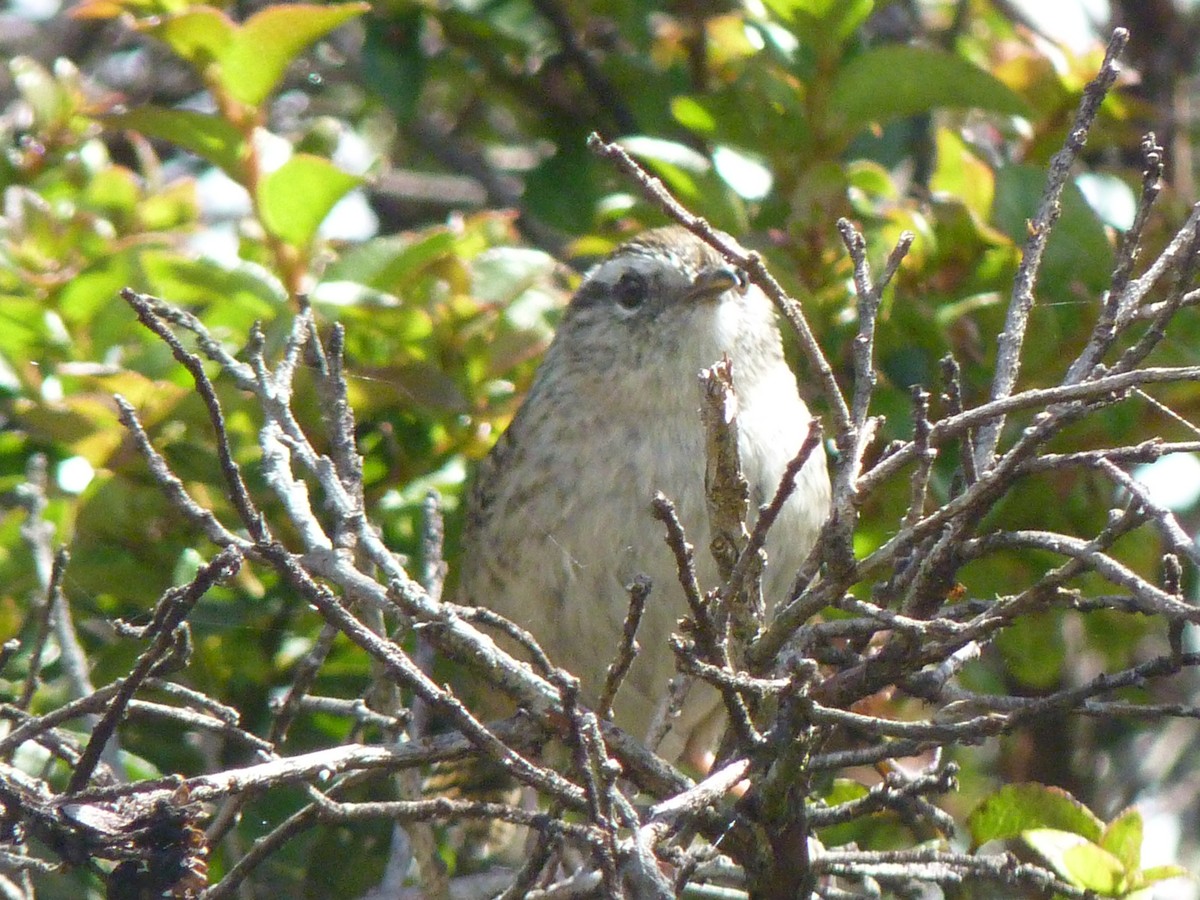 Merida Wren - ML638434652