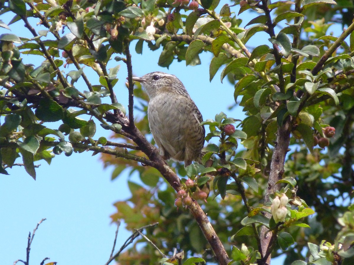 Merida Wren - ML638434653