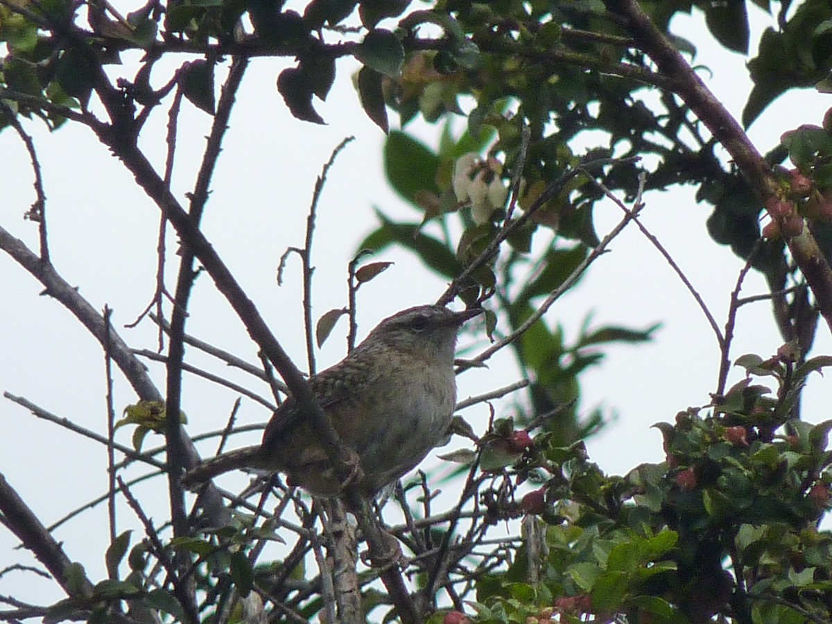Merida Wren - ML638434654