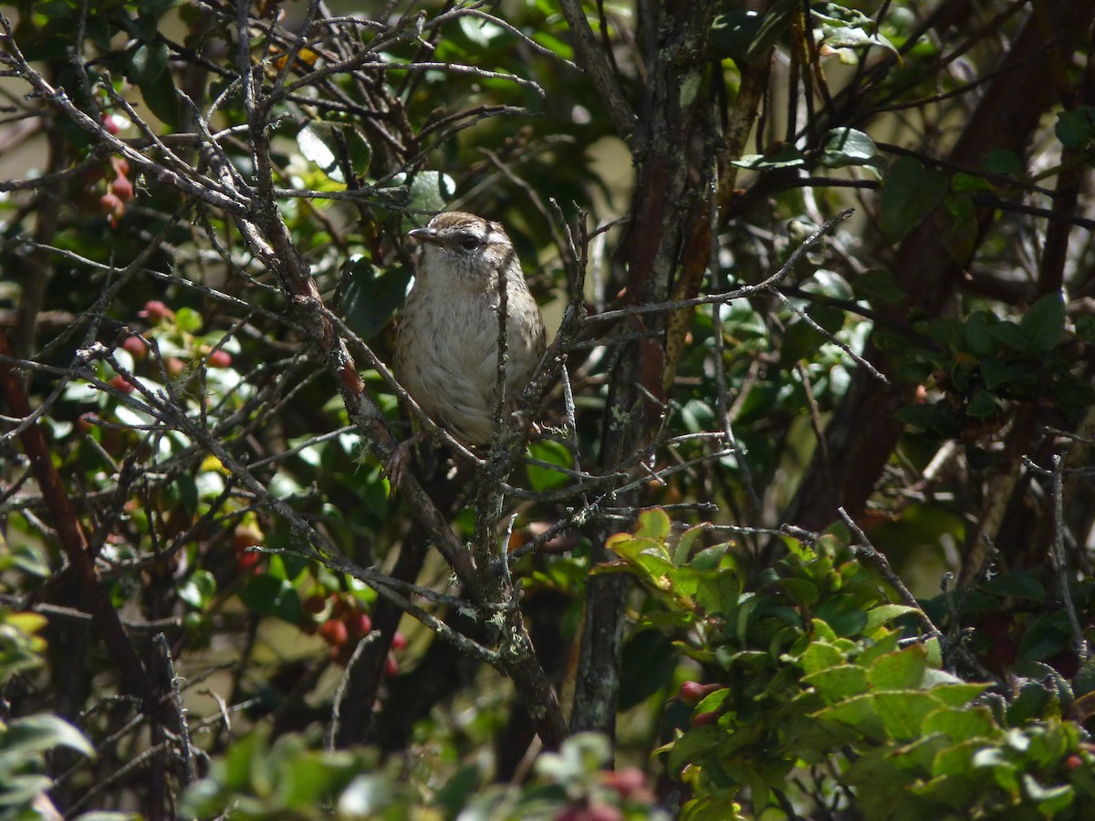 Merida Wren - ML638434655