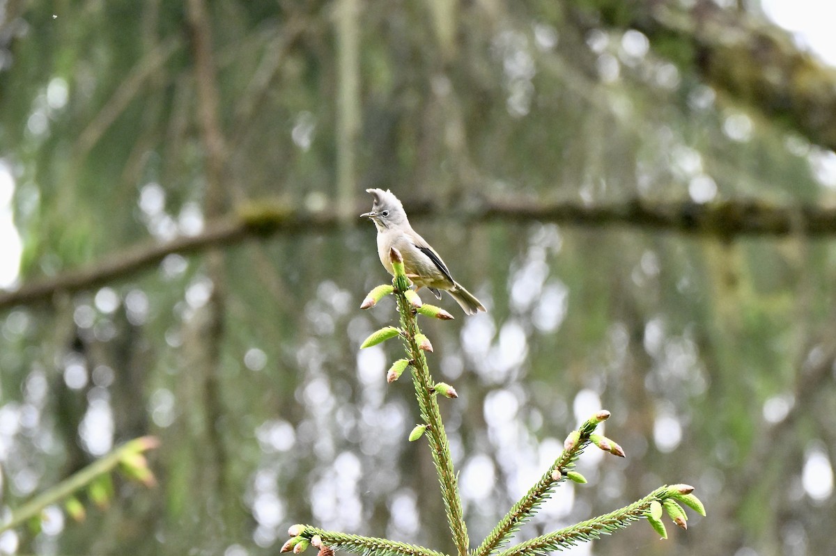 Stripe-throated Yuhina - ML638434689