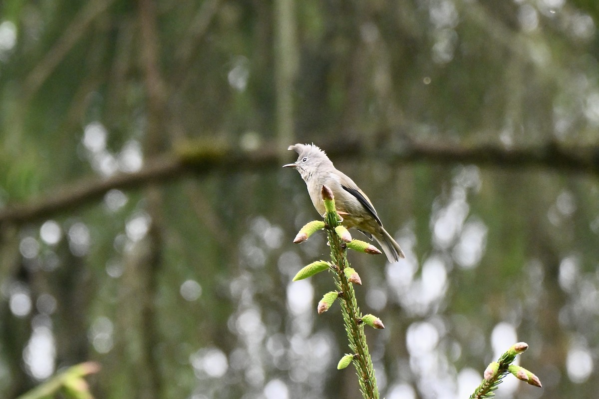 Stripe-throated Yuhina - ML638434690