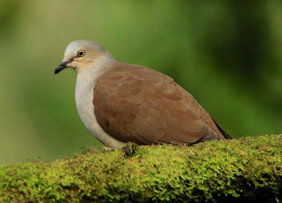 Pallid Dove - ML638434693