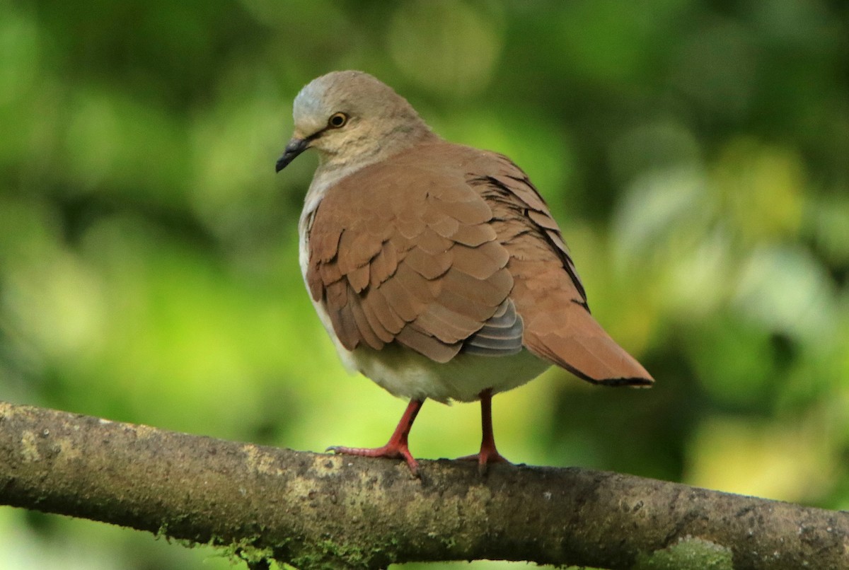 Pallid Dove - ML638434694