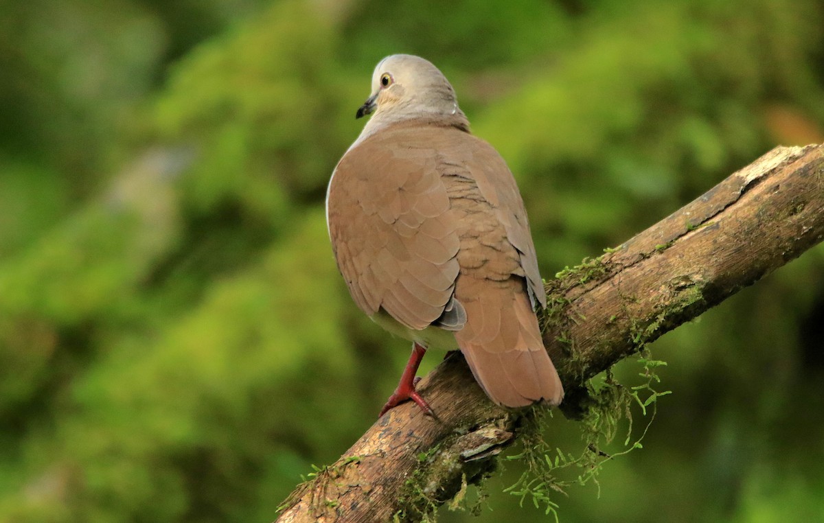 Pallid Dove - ML638434695