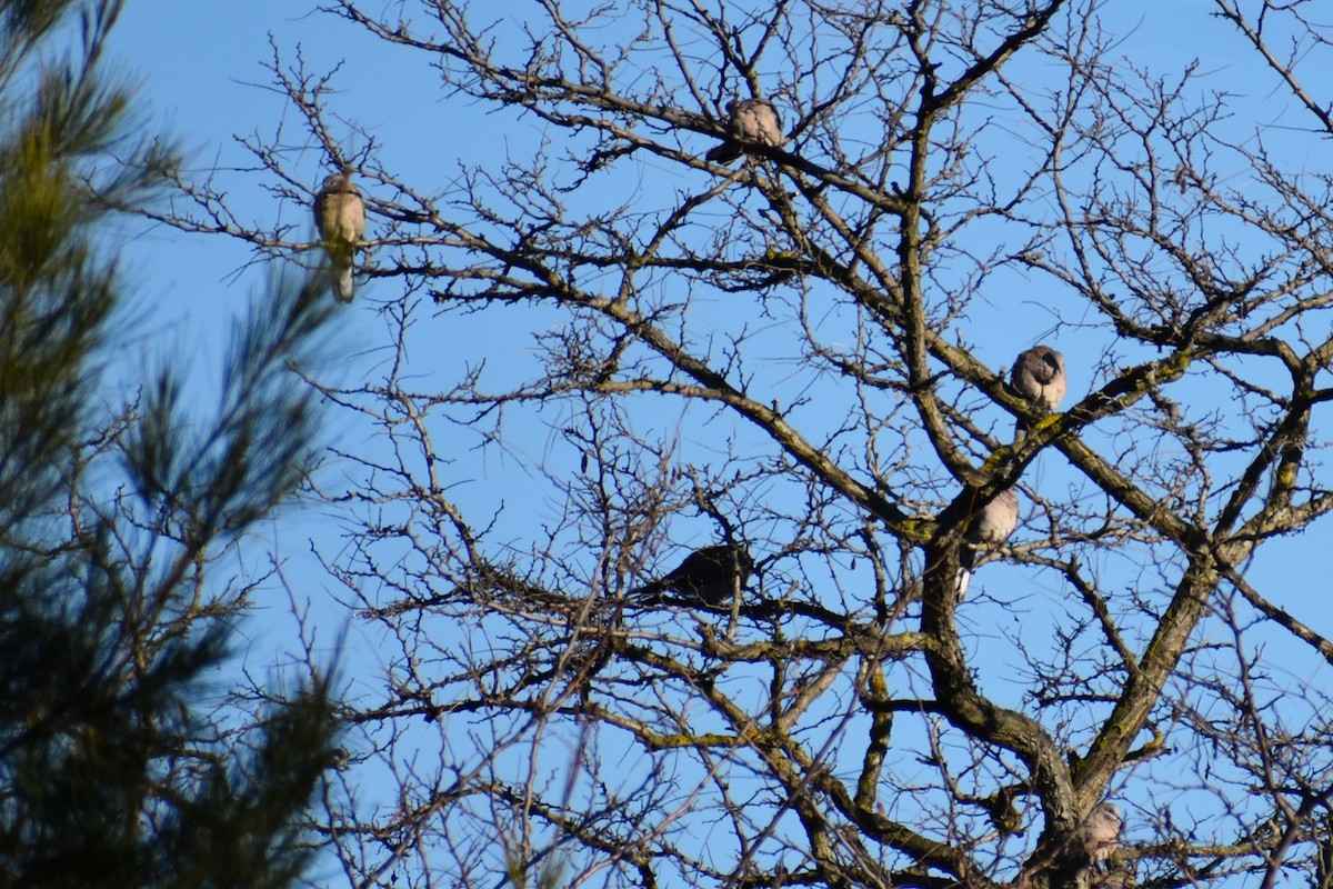Spotted Dove - ML638434702