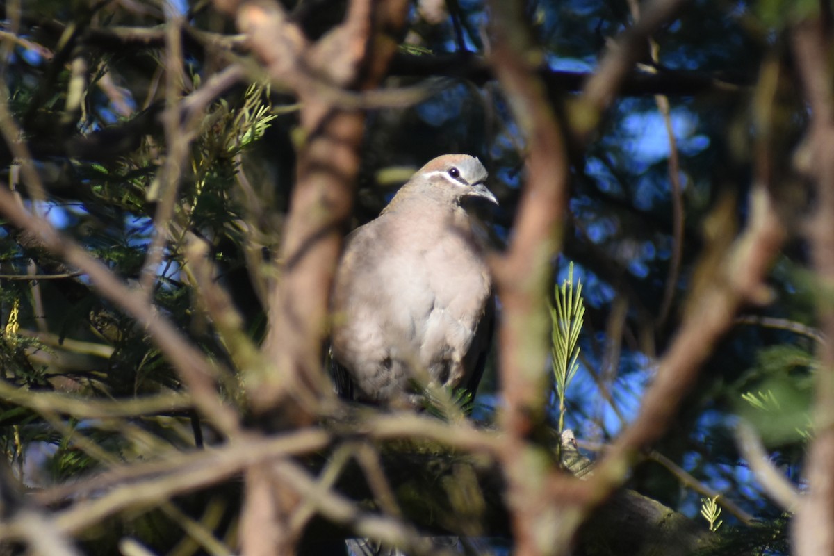 Common Bronzewing - ML638434703
