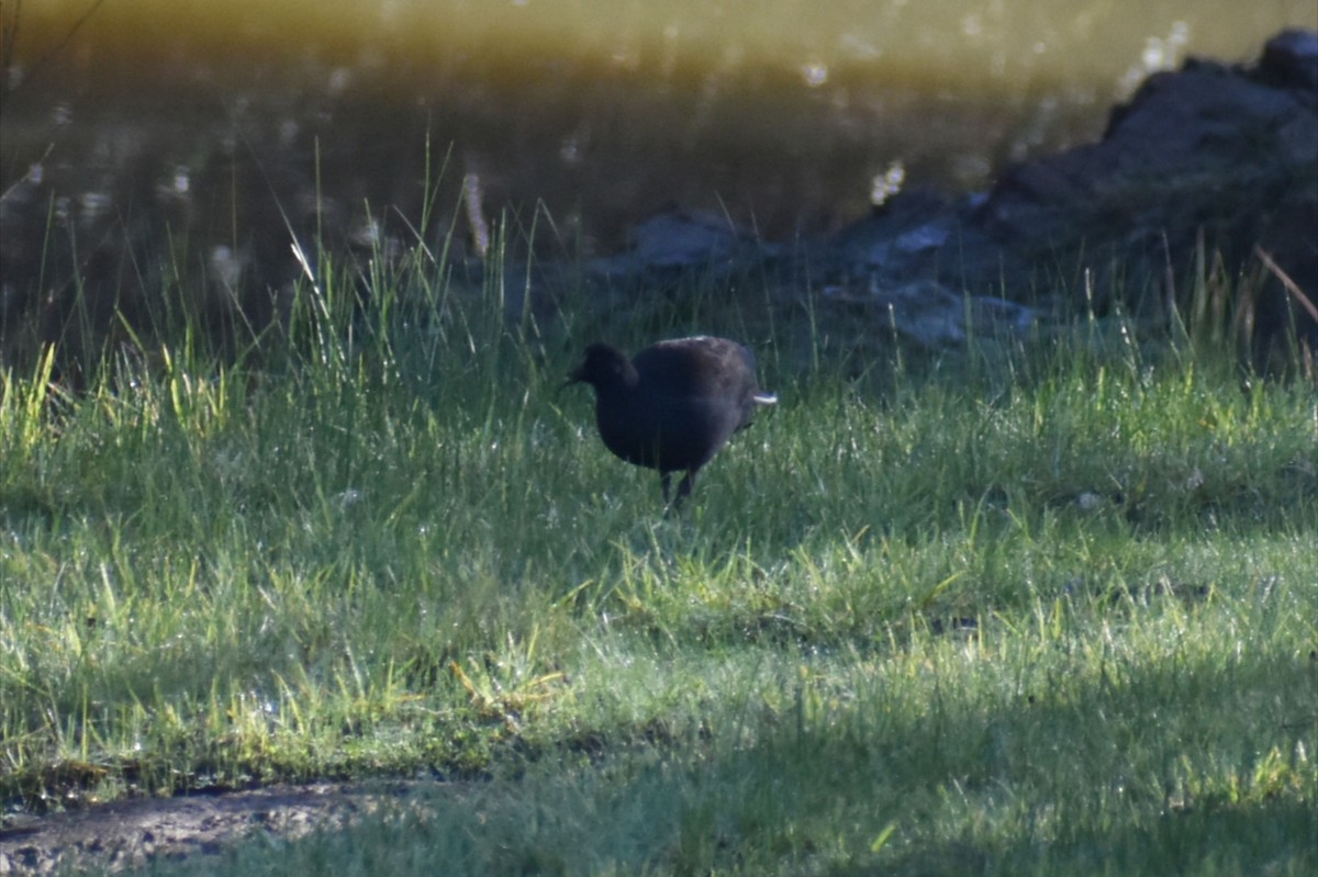 Dusky Moorhen - ML638434712