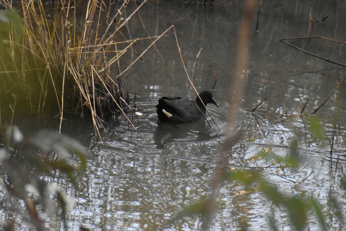 Dusky Moorhen - ML638434713