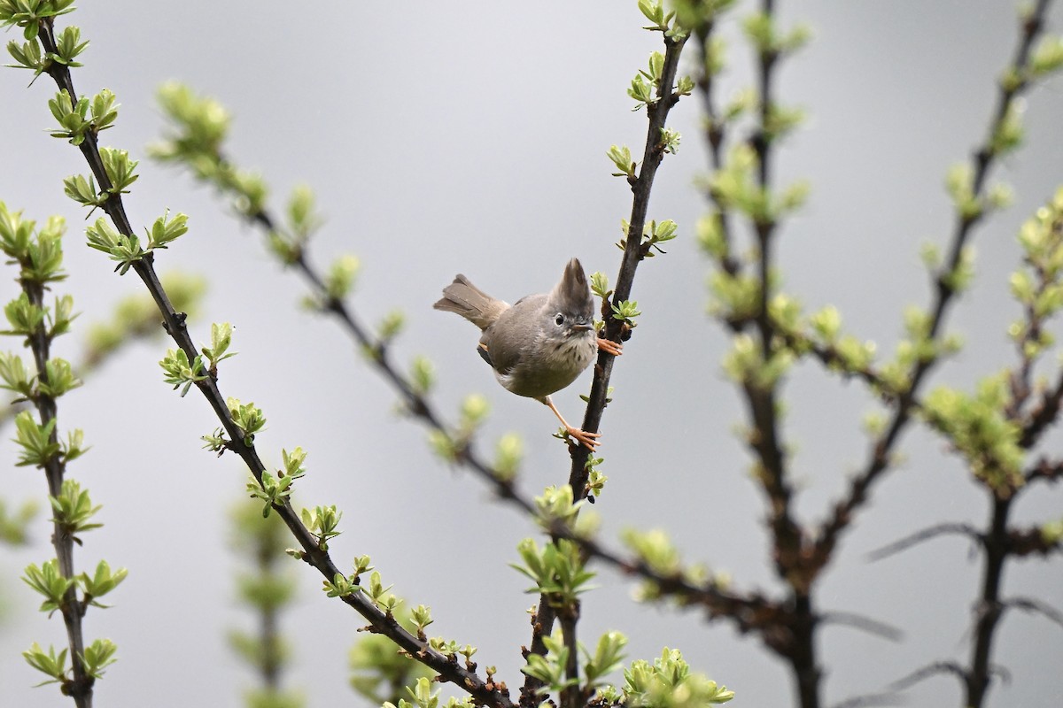 Stripe-throated Yuhina - ML638434743