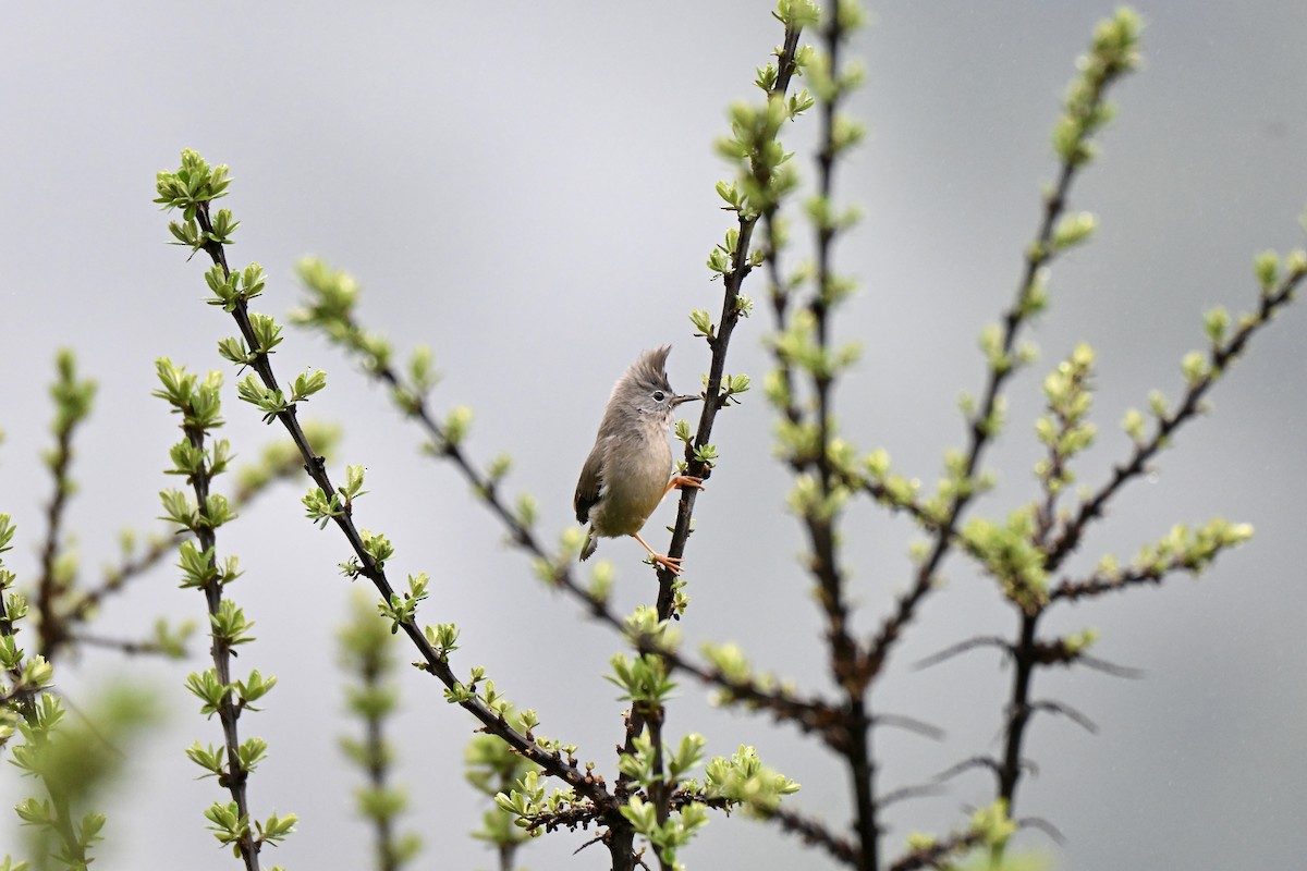 Stripe-throated Yuhina - ML638434754