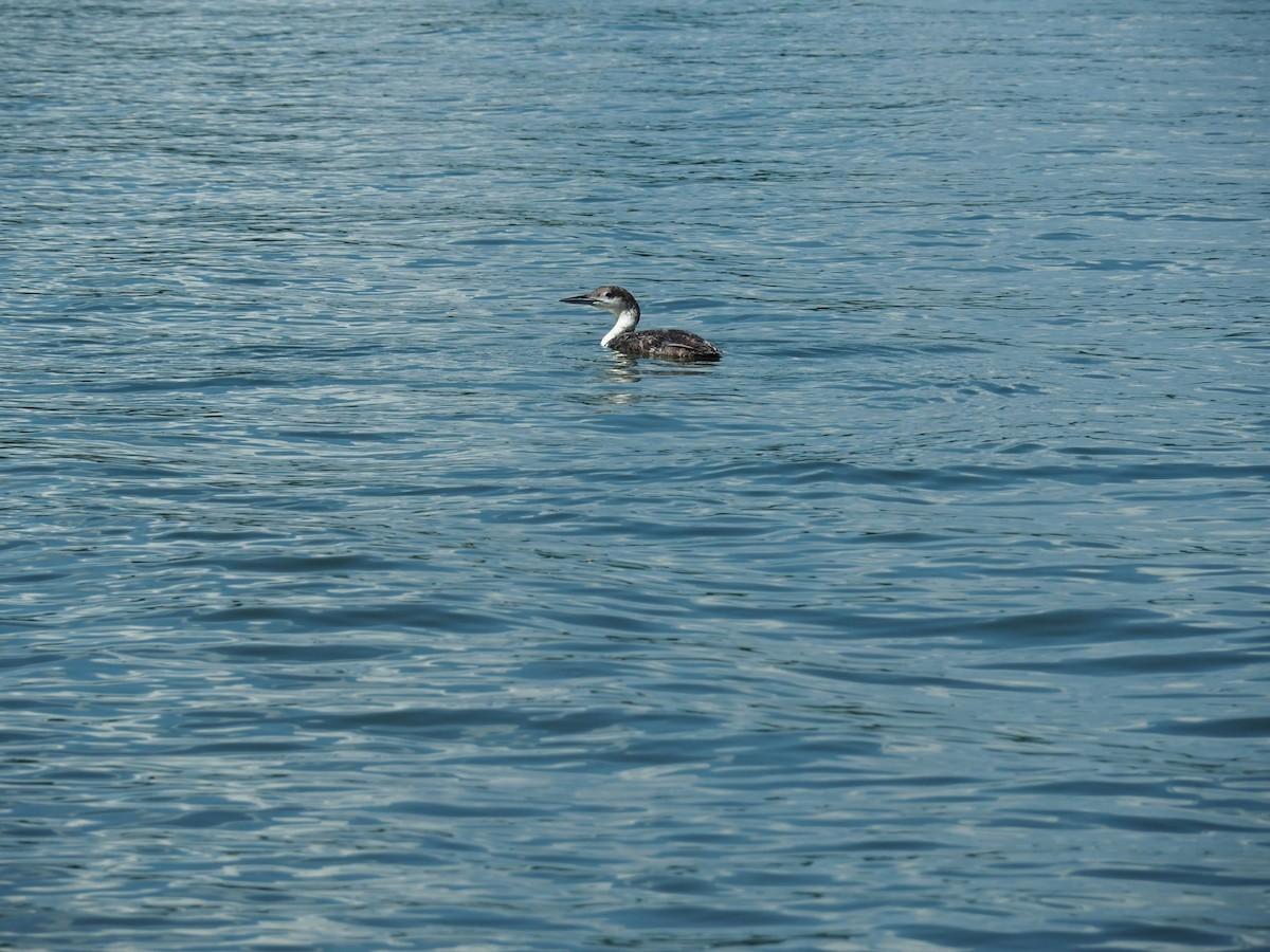 Common Loon - ML638434768