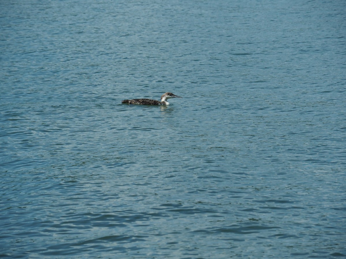 Common Loon - ML638434793