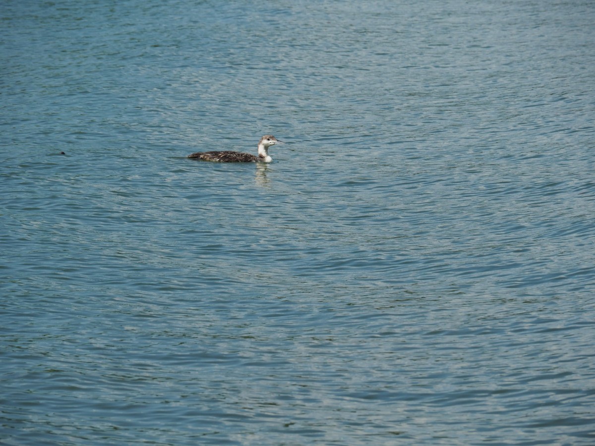 Common Loon - ML638434794