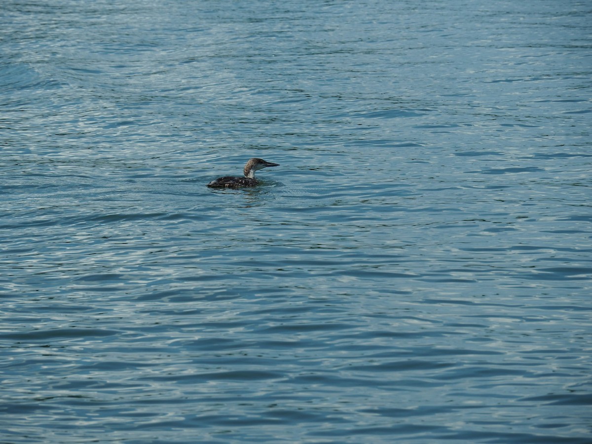 Common Loon - ML638434795