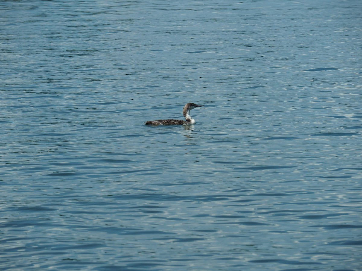 Common Loon - ML638434798