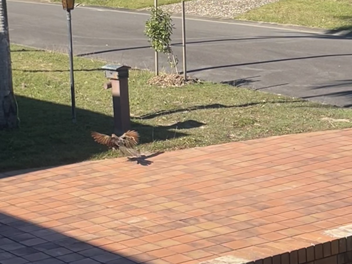 Pheasant Coucal - ML638434800