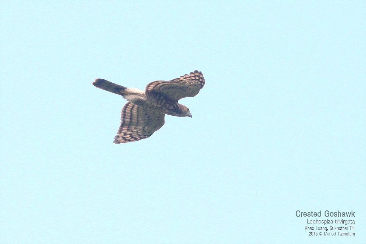 Crested Goshawk - ML638434820