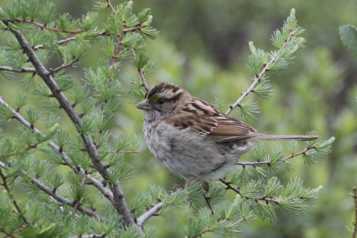White-throated Sparrow - ML638434873