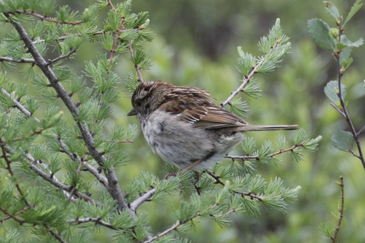 White-throated Sparrow - ML638434874