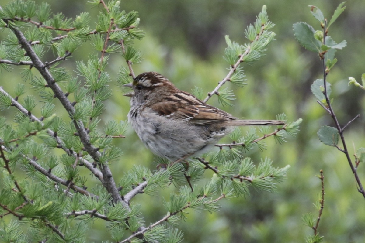 White-throated Sparrow - ML638434875