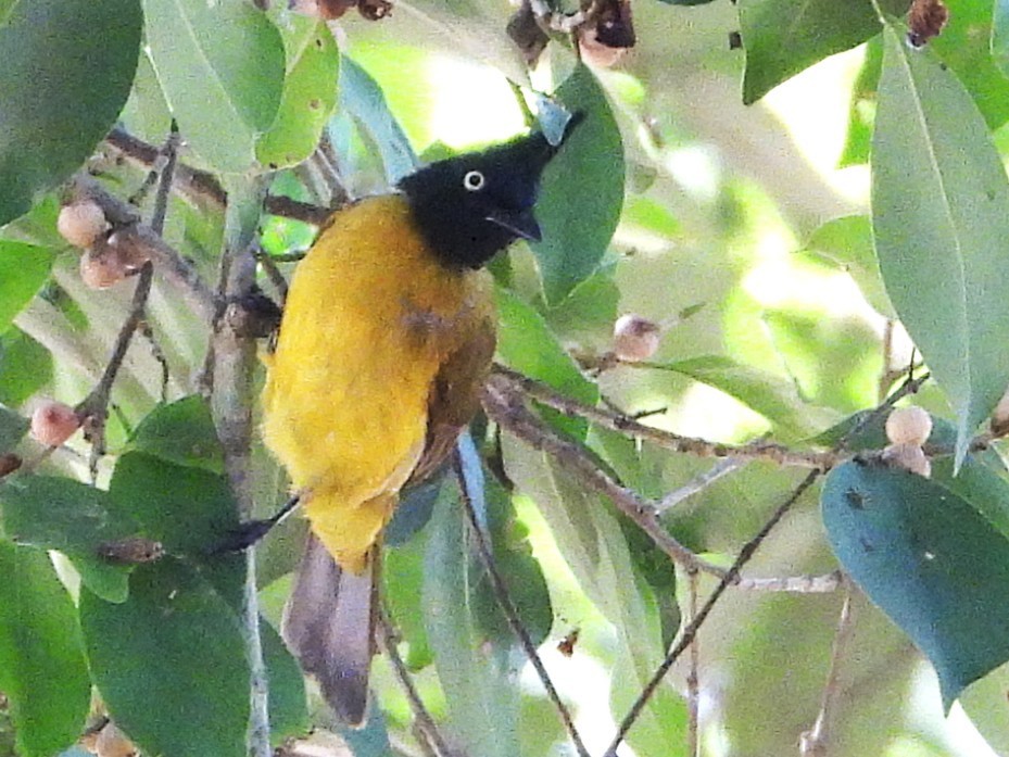 Black-crested Bulbul - ML638434920