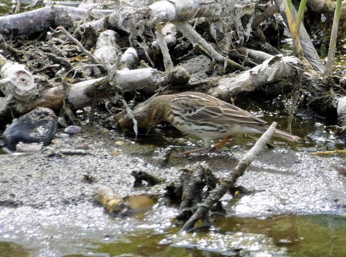 Red-throated Pipit - ML638434921