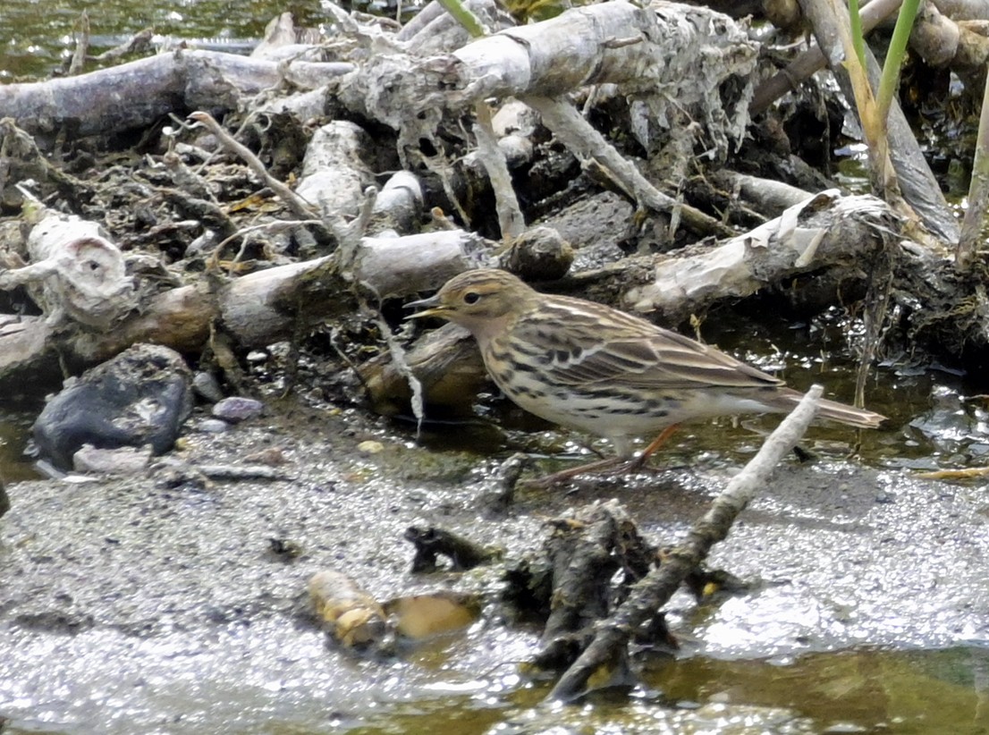 Red-throated Pipit - ML638434922