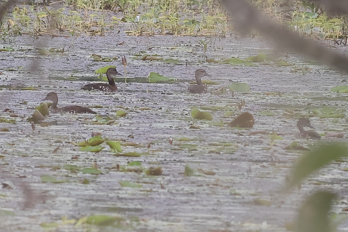Spotted Whistling-Duck - ML638434928