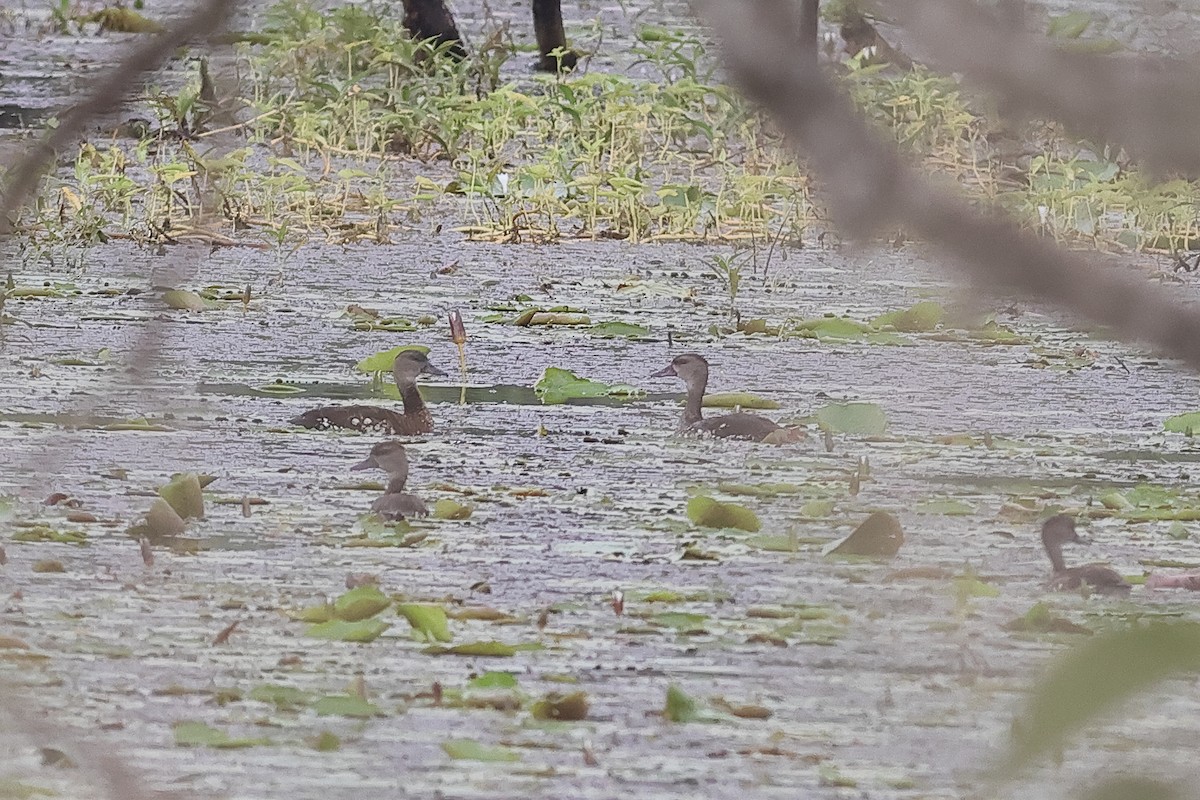 Spotted Whistling-Duck - ML638434929