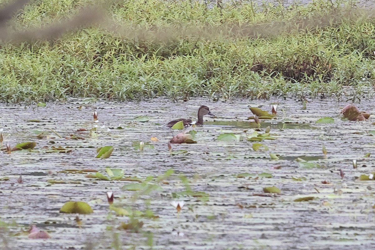 Spotted Whistling-Duck - ML638434930