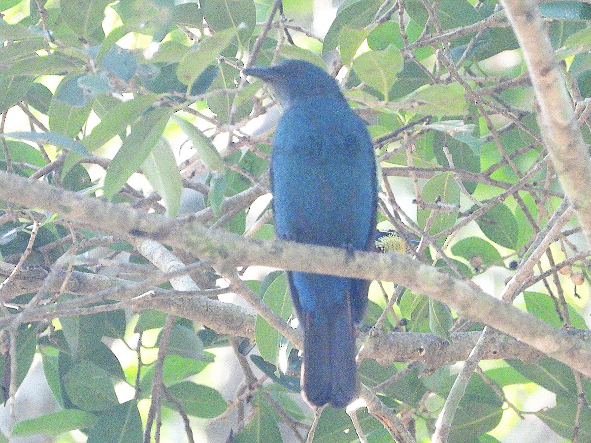 Asian Fairy-bluebird - ML638434934