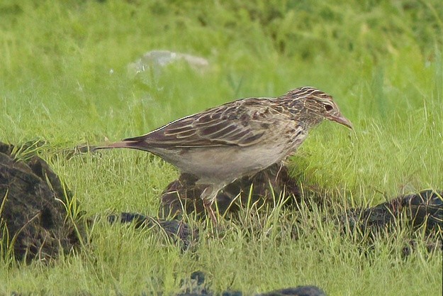 Oriental Skylark - ML638434941